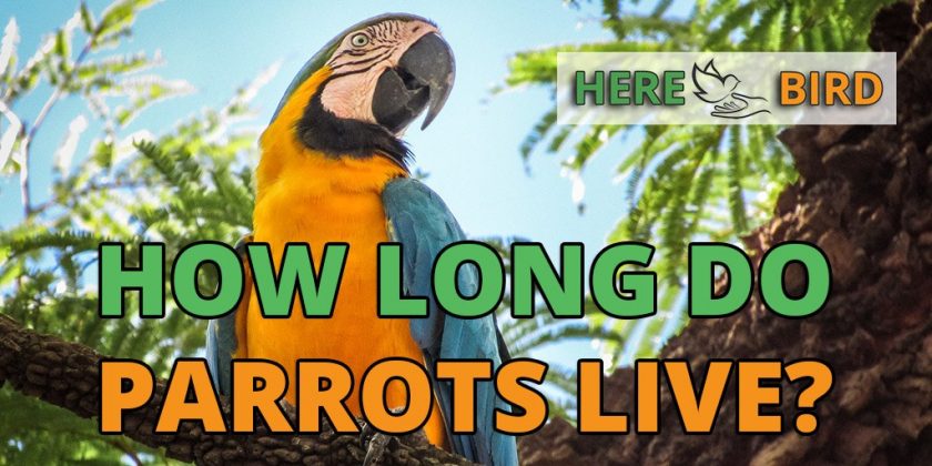 How Long Do Parrots Live in the Wild? 1 how long do parrots live