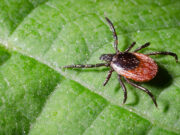 Get rid of ticks naturally from your pets