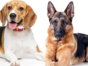 Doggie DNA Review 2022 – Get Your Dog Checked Doggie DNA Review