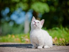 What To Know About The Munchkin Cat Breeds Munchkin Cat