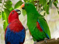 How Long Do Parrots Live in the Wild? How long do parrots live