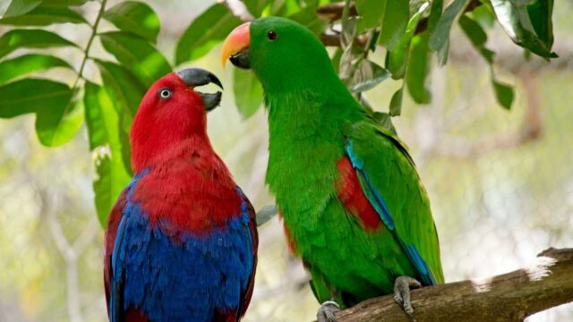 How long do parrots live