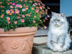 Everything about Persian Cat Price, Breed, Food Persian Cat's Price