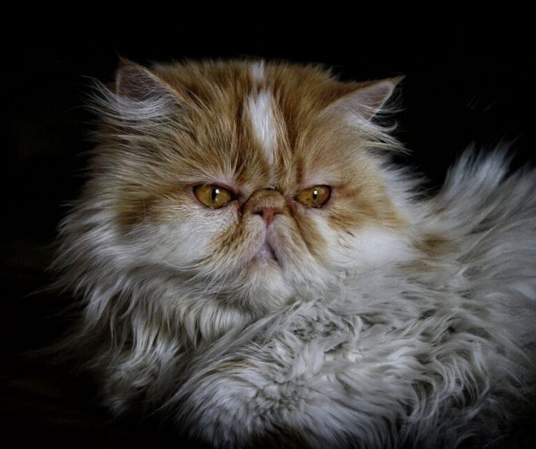 Everything about Persian Cat Price, Breed, Food SyedLearns