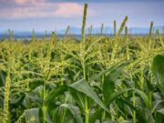 THE AGRICULTURE DEPARTMENT OF BIHAR AGRICULTURE DEPARTMENT OF BIHAR