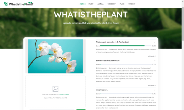 Best Plant Identifiers Online
