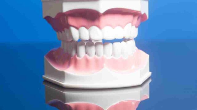 How Many Teeth Do Humans Have