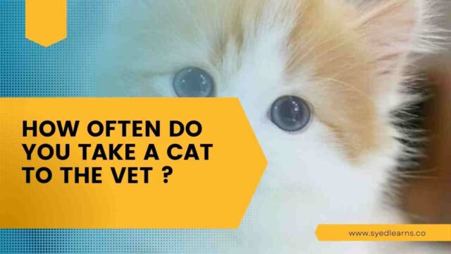How Often Do You Take a Cat to the Vet ?